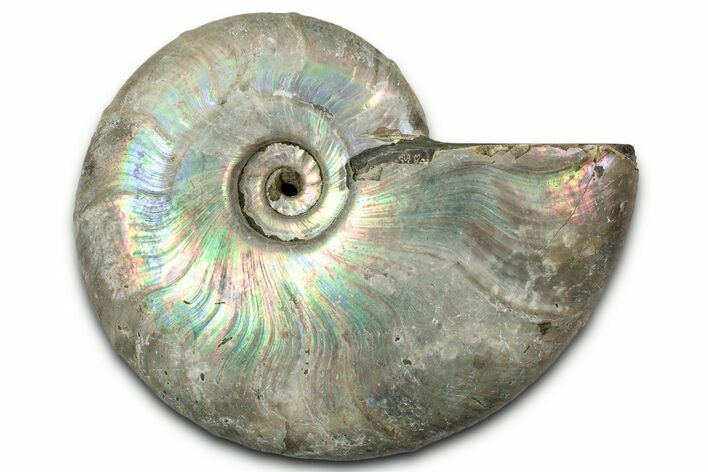Silver Iridescent Ammonite (Cleoniceras) Fossil - Madagascar #328374